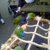 2011-08-21 Kralingsebos